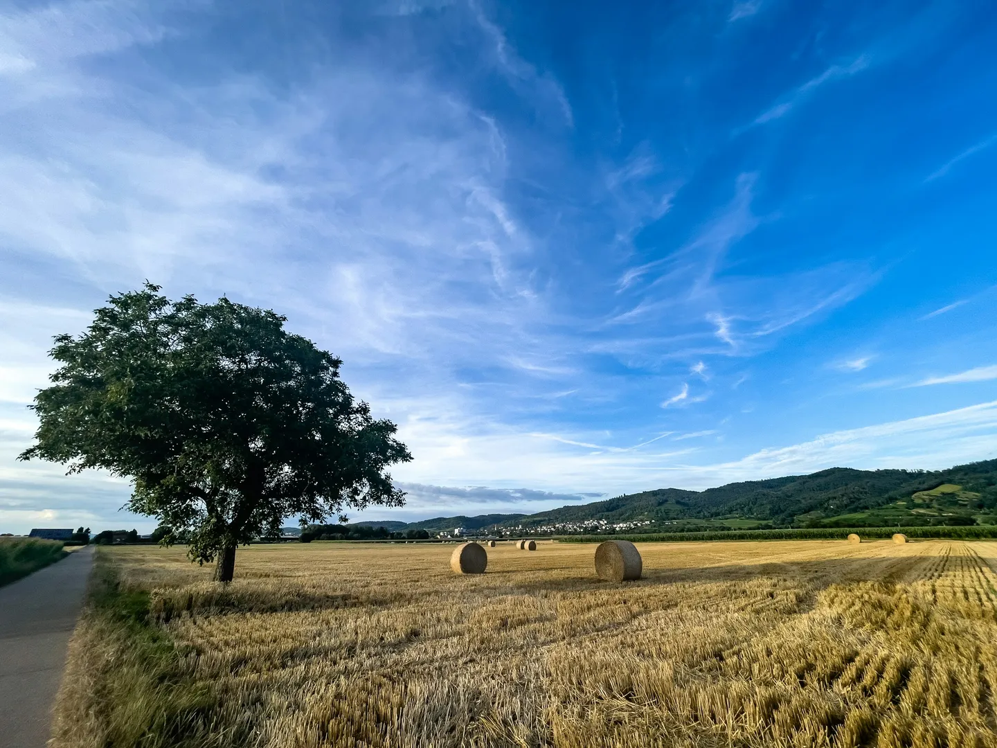 Tree Preservation Orders and Property Owners' Rights in the UK