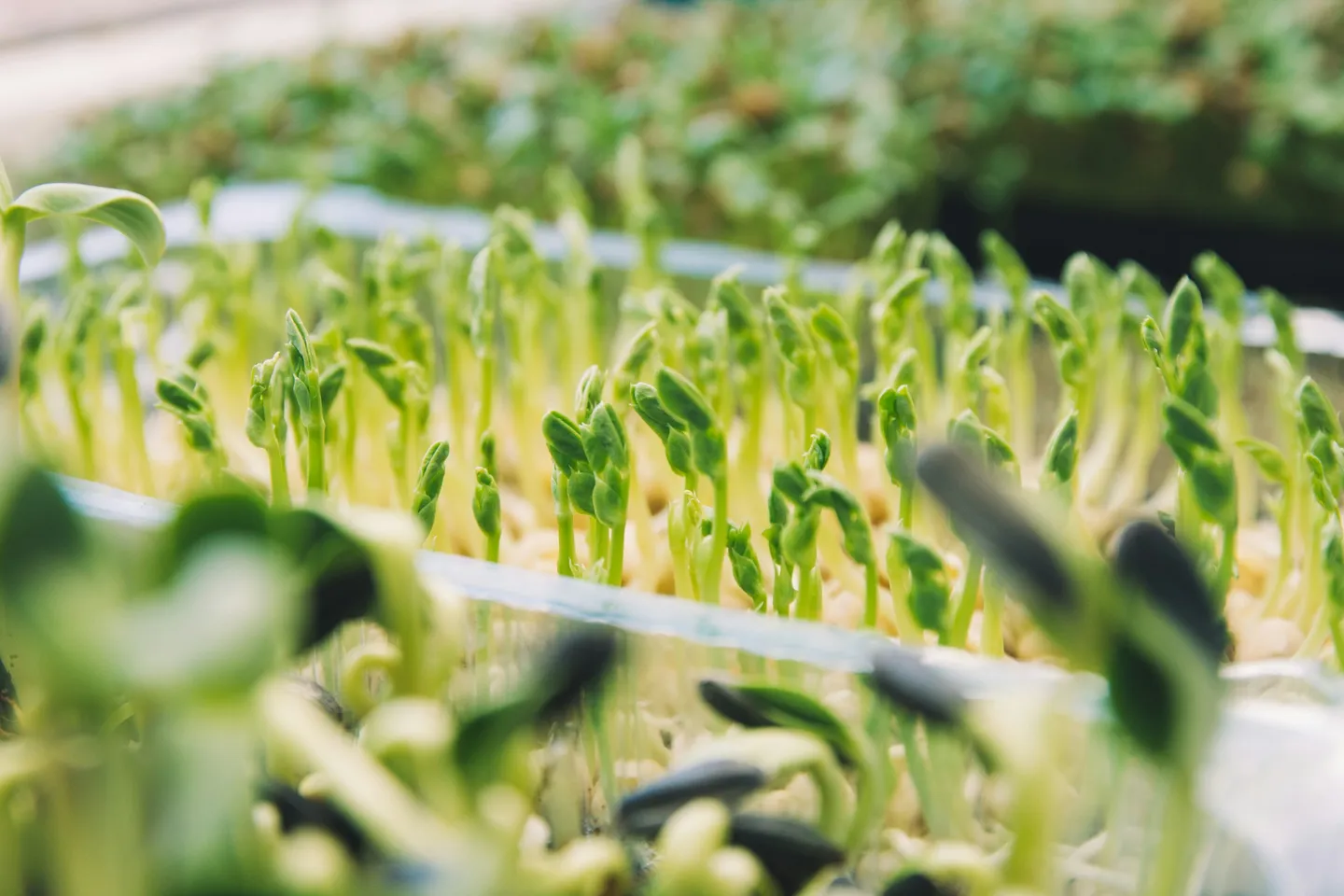 Microgreens Business: Year-Round Income from Indoor Growing
