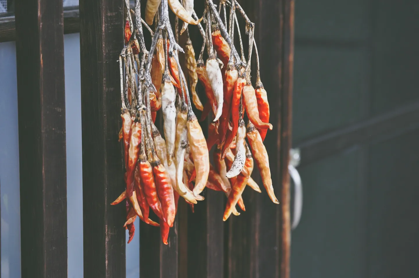 Freeze-Drying Technology: Long-Term Food Preservation at Home