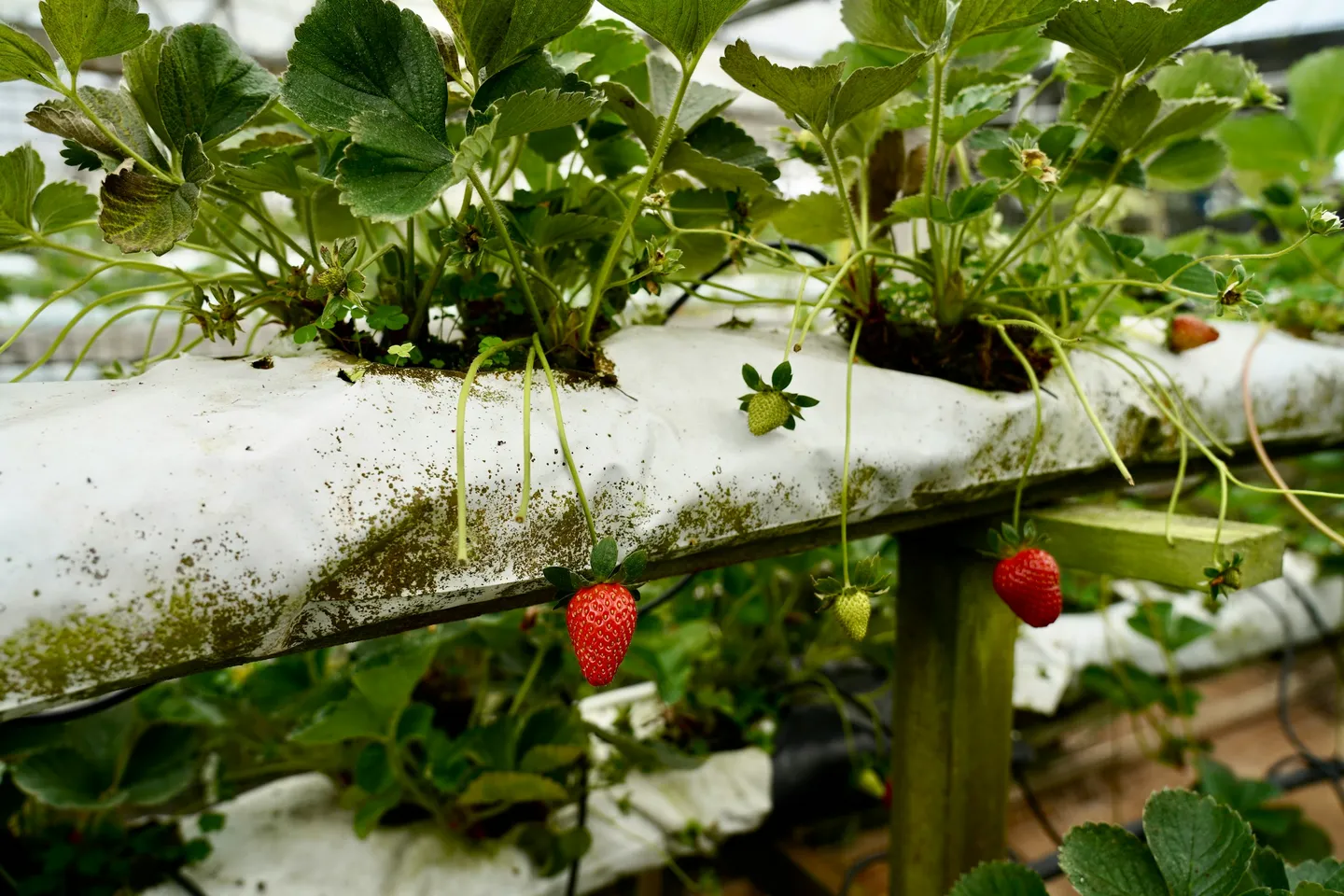 Aquaponics Setup: Combining Fish Farming with Hydroponic Vegetables