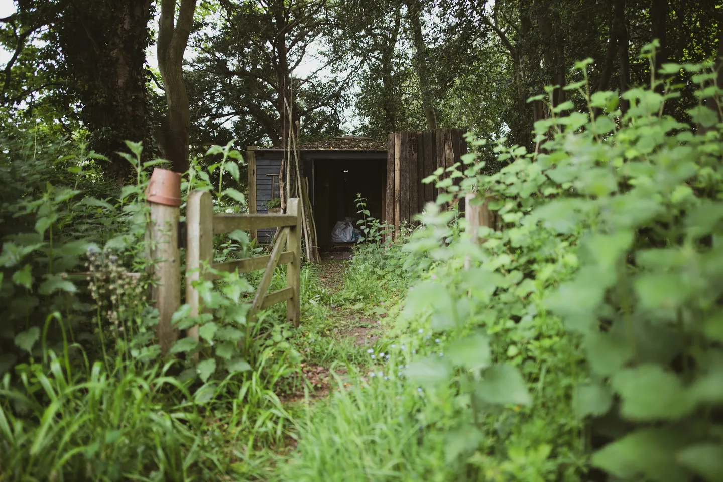 Dealing with Japanese Knotweed on Rural Land