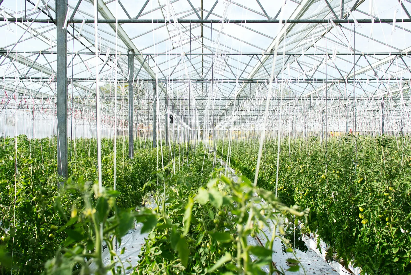 IoT Sensors for Crop Monitoring: Real-Time Agricultural Data